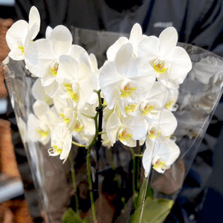 Orchid pots