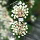 A two-tier classic funeral wreath-e